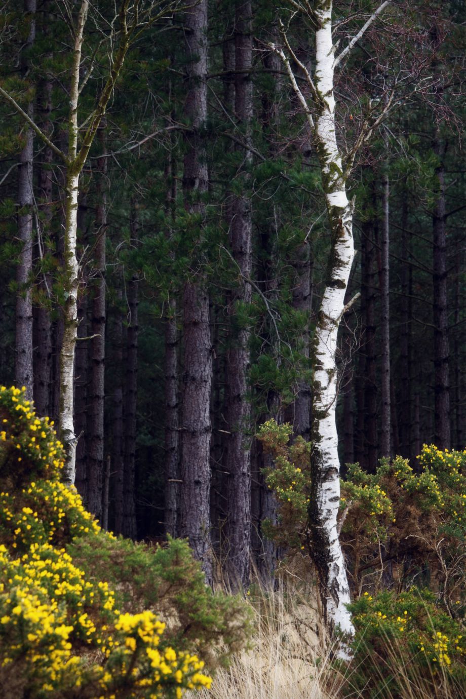 Silver-birch-gorse-fir-trees-spring-Wareham-Forest-Dorset-8488-17032023