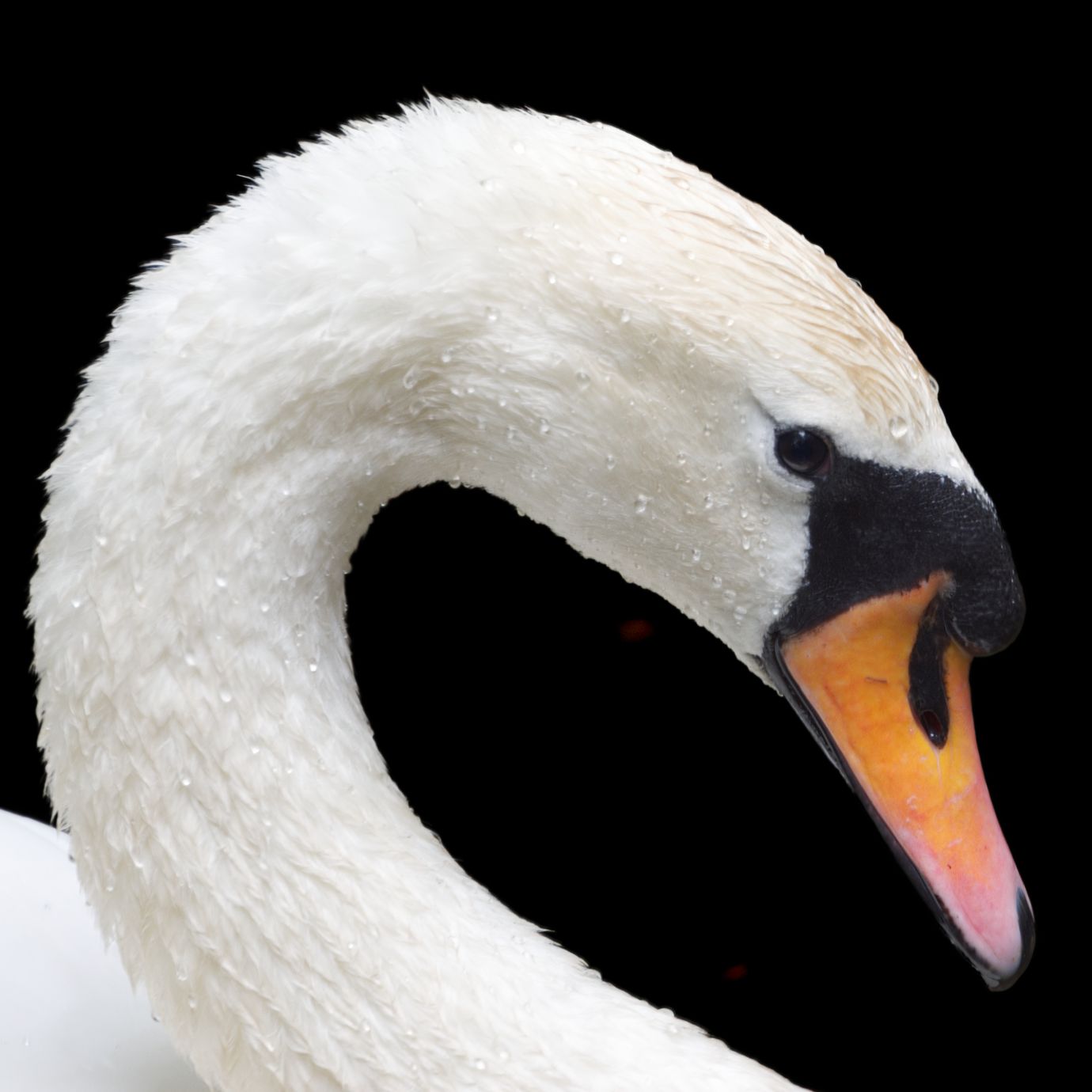 Swan-Mute-Abbotsbury-6237-19062022