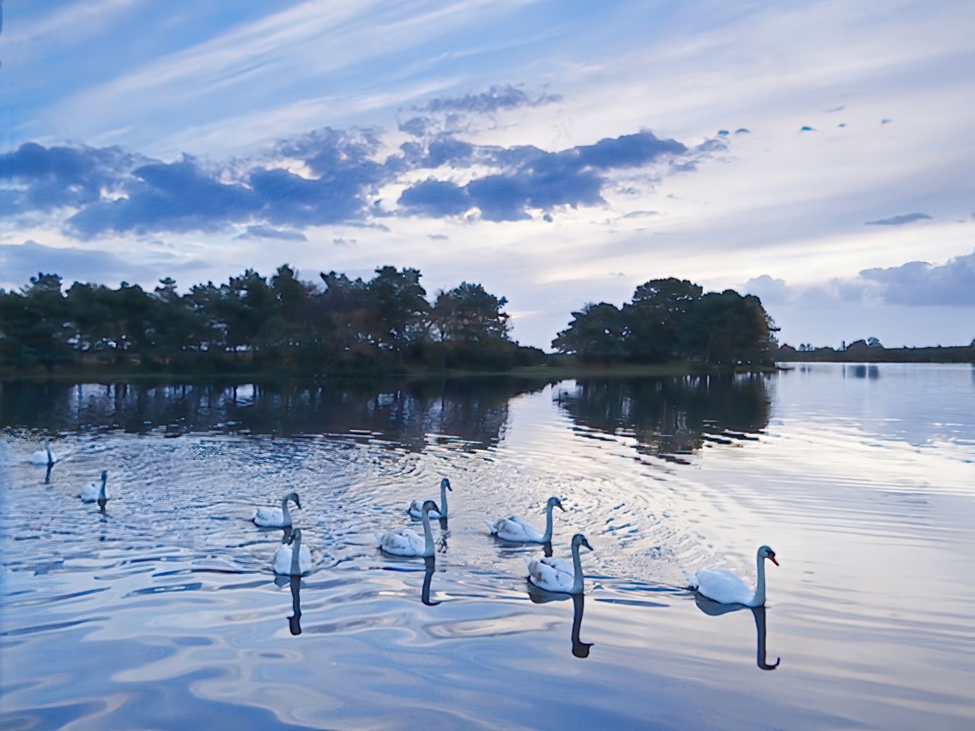 Swans-sunset-autumn-Hatchet-Pond-New-Forest-Hampshire-8817-15112023