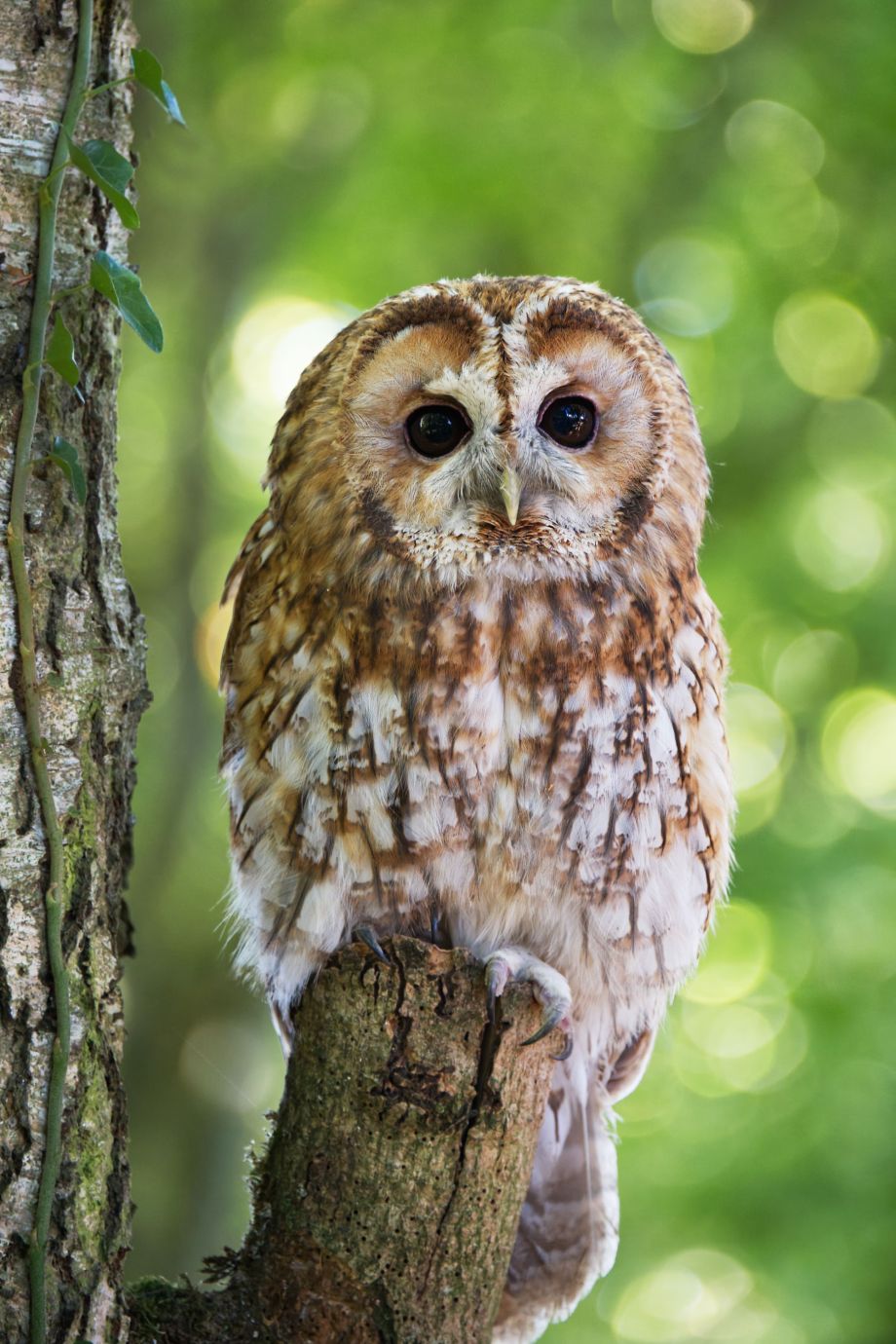 Tawny-owl-perched-tree-stump-Hawk-Conservancy-Hampshire-6212-11102022