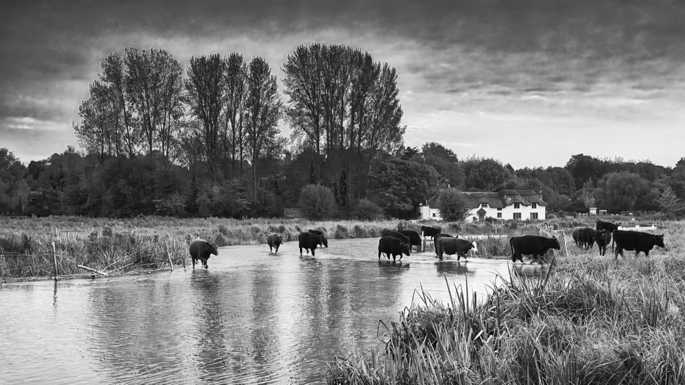 Test-River-cows-cottage-Chilbolton-Cow-Common-Hampshire-8176-10102023