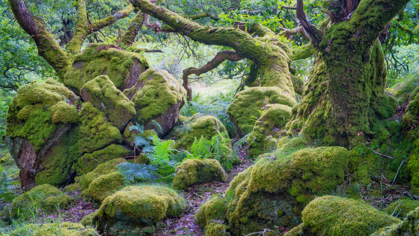 Ty-Canol-Woods-Pembrokeshire-Wales-oak-moss-lichen-rocks-F3593-15062024