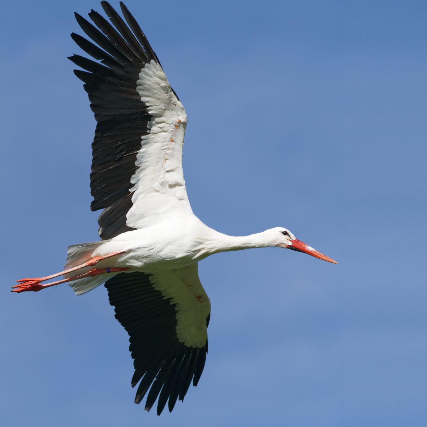 White-stork-flying-Hawk-Conservancy-Hampshire-0282-28102022