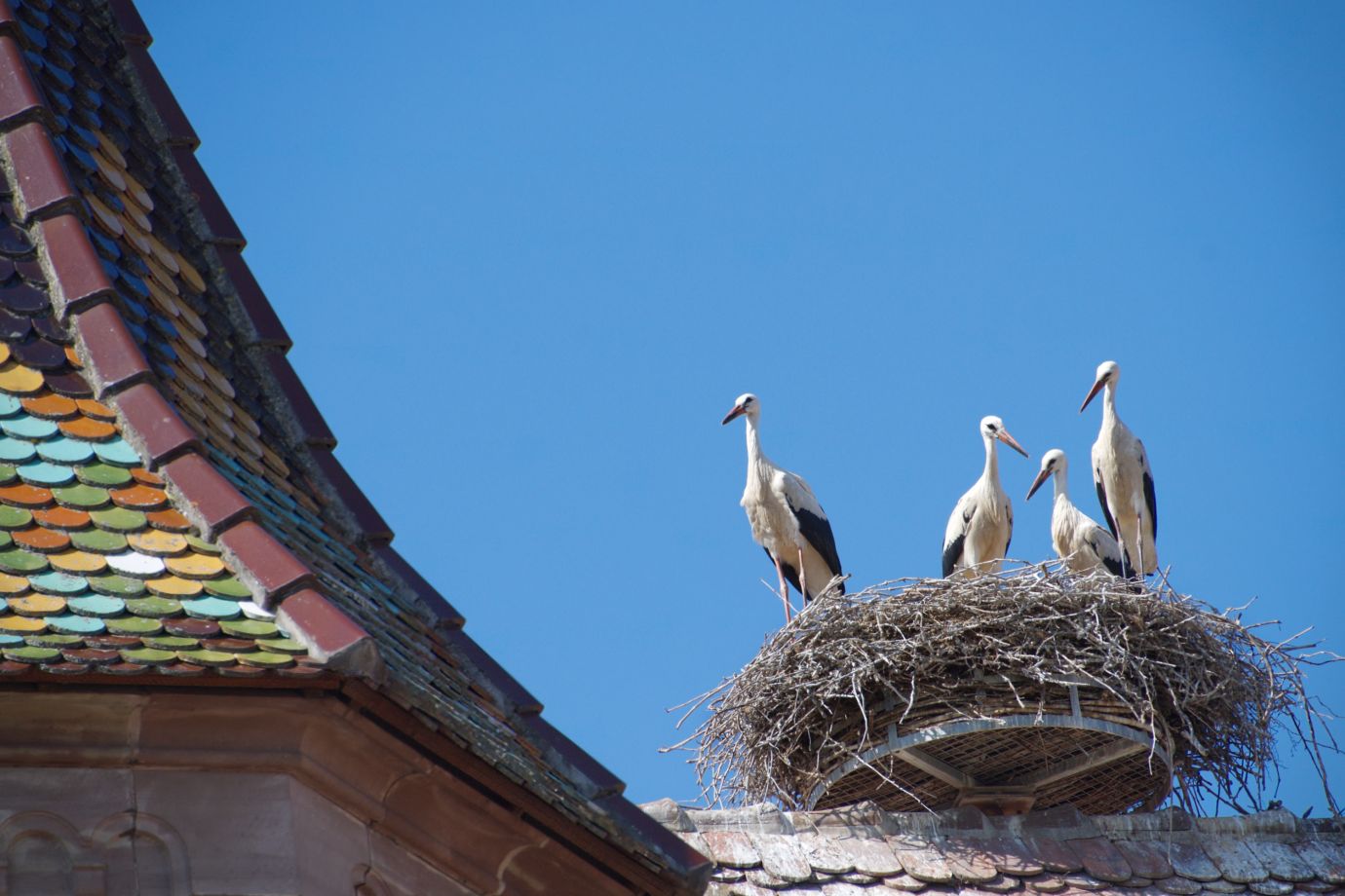 White-storks-young-nest-rooftops-Ribeauville-Alsace-France-4596-07072023