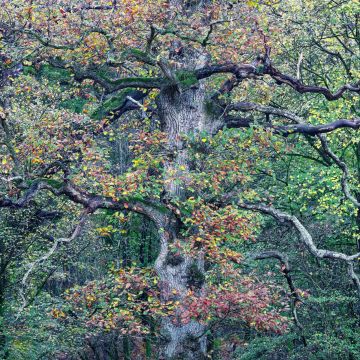Autumn-colours-Savernake-Forset-Wiltshire-0033-04112022