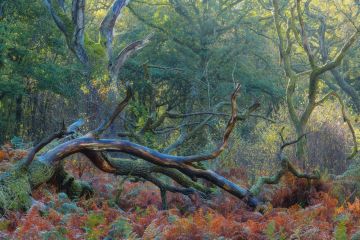 Autumn-colours-fallen-tree-Savernake-Foresr-Wiltshire-0063-04112022