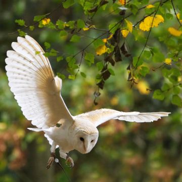 Barn-Owl-Autumn-leaves-Hawk-Conservancy-Hampshire-1599-02112022