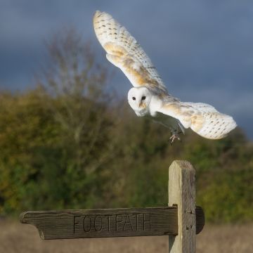 Barn-owl-flying-signpost-Hawk-Conservancy-Hampshire-2333-22112022