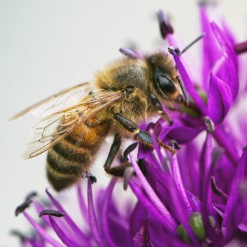 Bee-Western-Honey-Alium-Garden-Penton-Hampshire-4978-23052022