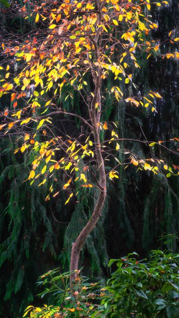 Beech-Fir-trees-autumn-Longstock-Park=Water-Garden-Hampshire-F8732-30102024