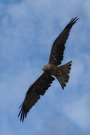 Black-kite-flying-Hawk-Conservancy-Hampshire-0830-29102022