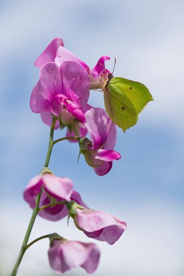 Brimstone-butterfly-sweet-pea-summer-macro-garden-Penton-Hampshire-6182-10082023