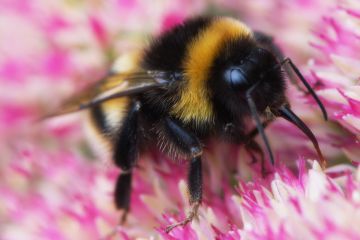 Bumble-bee-flower-Penton-Hampshire-13092021