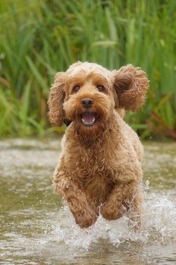 Cockapoo-Monty-running-splash-Test-River-Cow-Common-Hampshire-1953-17082022