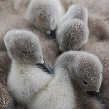 Cygnets-Abbotsbury-Swannery-Dorset-6293-19052022