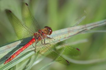 Dragonfly-common-darter-leaf-Suffolk-23092021