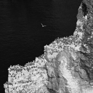 Elegug-stacks-castlemartin-pembrokeshire-wales-summer-F4492-20062024