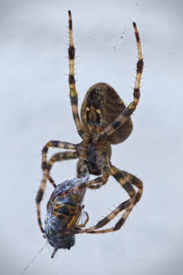 European-garden-spider-wasp-webbing-Penton-Hampshire-07092021