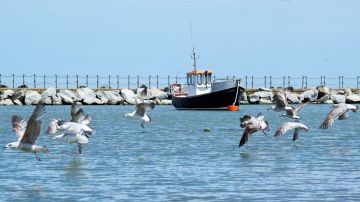 Fishing-boat-seagulls-flying-rock-barrier-Herne-Bay-Kent-0572-11052021
