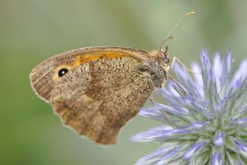 Gatekeeper-butterfly-eryngium-Penton-Hampshire-0284-04082022
