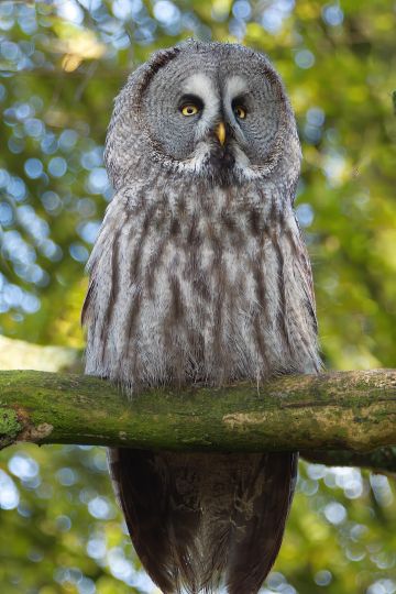 Great-Grey-owl-perched-portrait-Hawk-Conservancy-Hampshire-2027-22112022