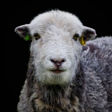 Herdwick-sheep-portrait-Rydal-Water-Lake-District-Cumbria-0940-11032024