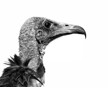 Hooded-vulture-mono-portrait--monochrome-high-key-Hawk-Conservancy-Hampshire-6559-11102022