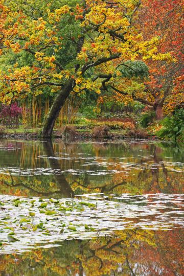 Japanese-Maple-reflections-autumn-Longstock-Park-Water-Garden-Hampshire-8586-25102023