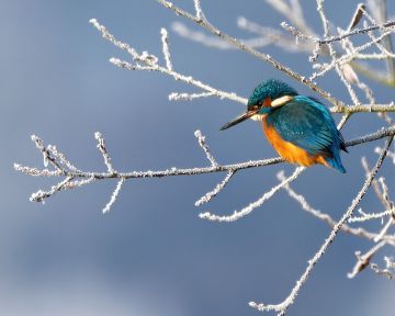 Kingfisher-frost-branches-winter-Cow-Common-Hampshire-3661-10122022
