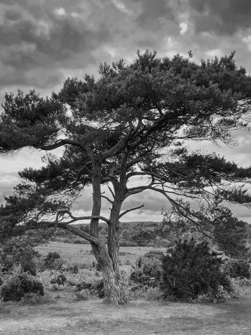 Lone-pine-tree-autumn-monochrome-bratley-view-new-forest-hampshire-iPhone12-8622-16102024