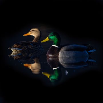 Mallard-ducks-drake-hen-winter-reflection-dark-Anton-Lakes-Anvover-Hampshire-0472-12022024