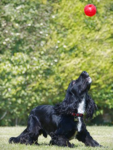 Pumpkin-sprocker-dog-ball-action-Penton-Hampshire-1015-v2-08062023