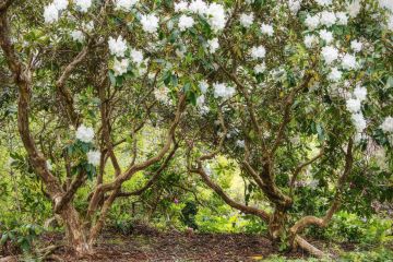 Rhododendron-white-longstock-park-water-garden-hampshire-9593-17052023