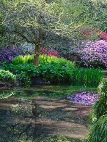 Rhododenron-azalea-ferns-tree-reflections-longstock-park-water-garden-19601961-30042024