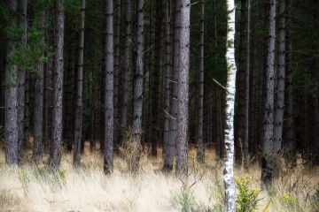 Silver-Birch-Fir-gorse-spring-Wareham-Forest-Dorset-8574-17032023_1