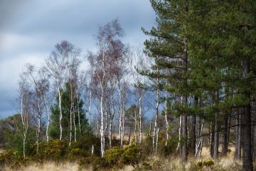 Silver-Birch-Fir-trees-gorse-spring-Wareham-Forest-Dorset-8599-17032023