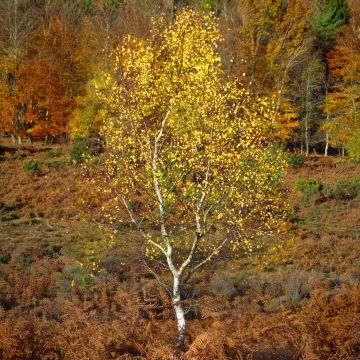Silver-birch-autumn-Rockford-Common-hampshire-8775-15112023