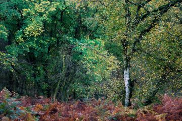 Silver-birch-trees-Autumn-colours-Savernake-Forest-Wiltshire-0027-04112022