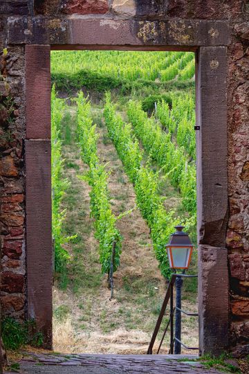 Stone-doorway-vines-Riesling-Riquewihr-Alsace-France-3141-03072023