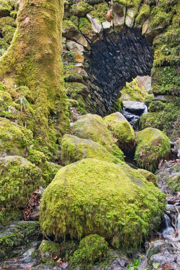 Stream-rocks-moss-stones-tunnel-tree-Stock-Ghyll-Force-Ambleside-Lake-District-Cumbria-0852-11032024