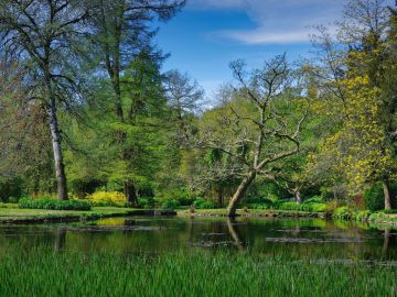Trees-reeds-water-reflection-spring-Longstock-Park-Water-Garden-Hampshire-1987-1988-FM-30042024