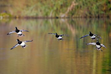 Tufted-ducks-flying-Anton-Lakes-Andover-Hampshire-0548-12022024