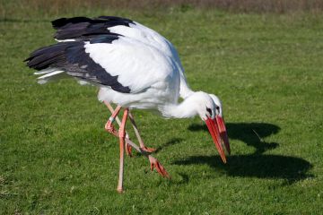 White-storks-walking-pair-parallel-Hawk-Conservancy-Hampshire-7886-11102022